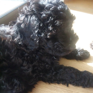 里親様、決定しました。ありがとうございました。