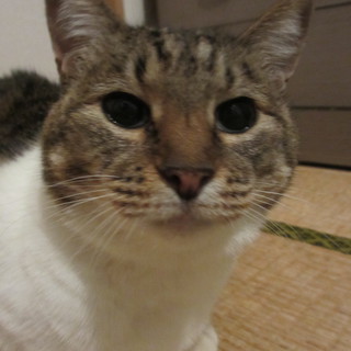 終生、家族として可愛がってくださる方に