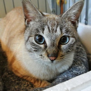 かわいいシャムMIX　人なれ抜群