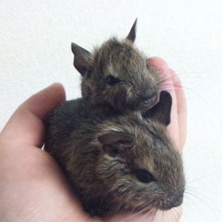 デグー子供1ヵ月メス3匹オス2匹里親募集します