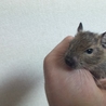 デグー子供1ヵ月メス3匹オス2匹里親募集します サムネイル2