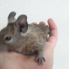 デグー子供1ヵ月メス3匹オス2匹里親募集します サムネイル4