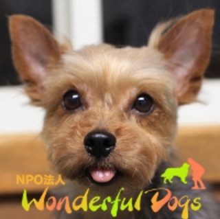 ヨークシャ・テリア・推定4～5歳・♀「マリエ」　