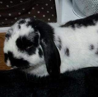 ホーランドロップ