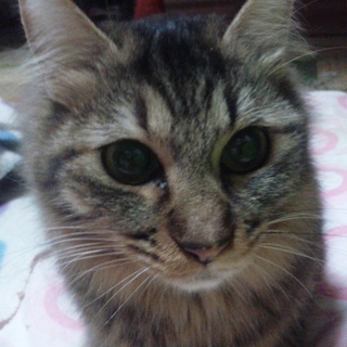 里親様を探しています