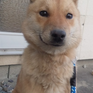 人が大好きな柴mixの女の子