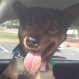 元気な中型mix、人大好きな男の子