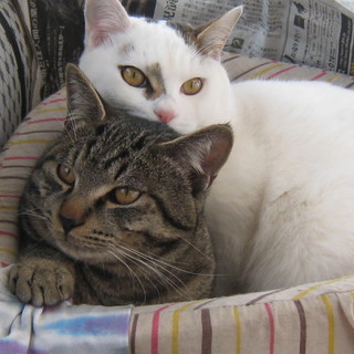 やんちゃ盛り、仲良し兄弟