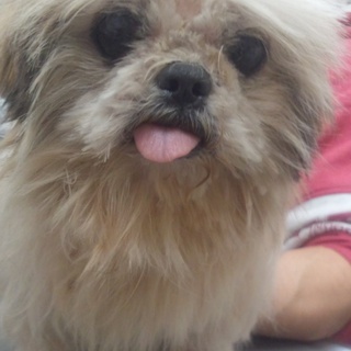 小さめの大人しいシーズー