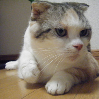 人懐こい女の子。里親募集します。