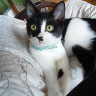 真ん丸おめめの白黒男の子♪