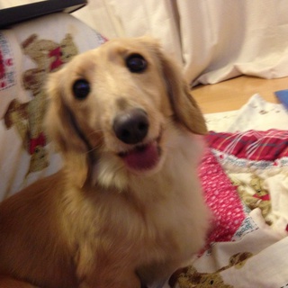 ３才ミニチュアダックスの里親募集