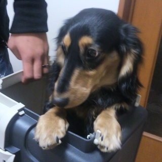 ダックスフント　里親さんが決まりました。