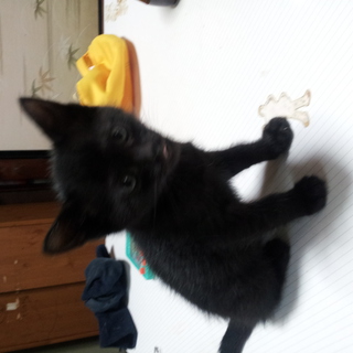 4月10日生まれ子猫