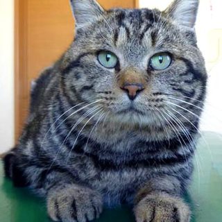 温厚で人なつこいアメショ