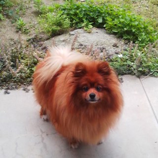 ポメラニアン×パピヨン