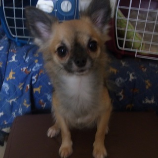  千葉県幕張の近くの方で里親募集中