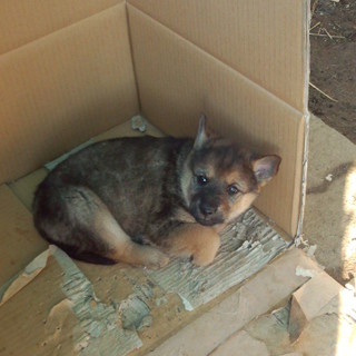 雑種の子犬です（3匹のうち1匹）※終了しました