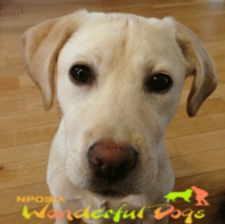 ラブ・５ヵ月・♀「みな」