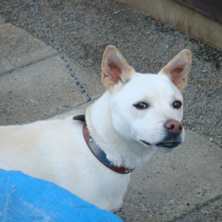 松本で里親探しています