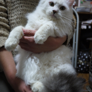 のんびりやの長君
