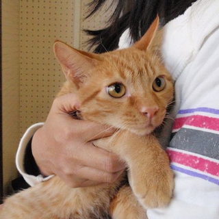 茶とら男の子♪