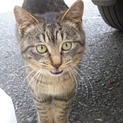 8月生まれのキジ猫！