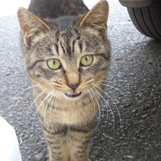 8月生まれのキジ猫！
