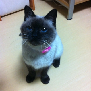 BuBuブブちゃん　シャムネコ風