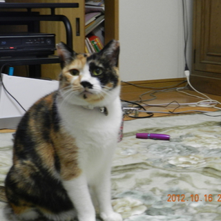 肝っ玉母ちゃん猫