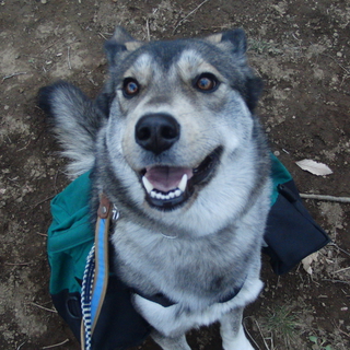 家族が決まりました。ありがとうございます。