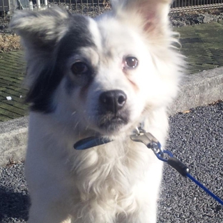 他犬猫にも優しくおとなしい・甘えん坊