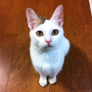 元旦早々迷い込んできた仔猫です。