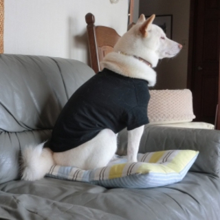 里親決定しました、有難うございました