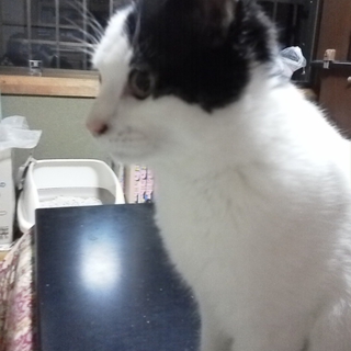 新しいおうち決まりました！ありがとうございました。