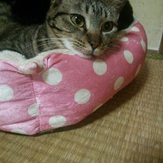 愛ちゃん