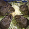 デグー里親募集5匹 サムネイル5