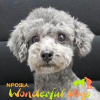 トイ・プードル・5歳・♀「ジーナ」