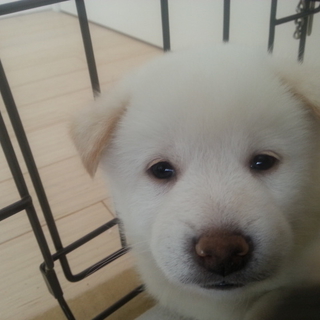 柴犬(雑)子犬　里親募集