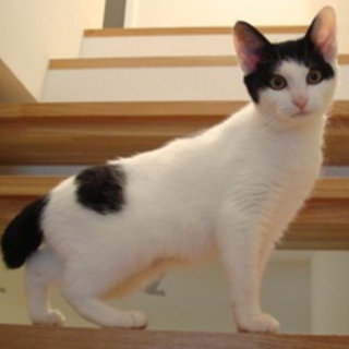 ヅラ猫　まいちゃん
