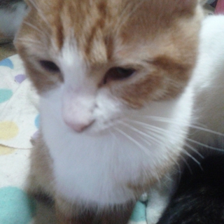 里親様を探しています