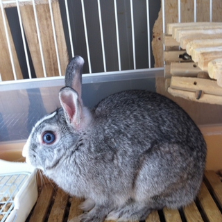 可愛がってくださる方