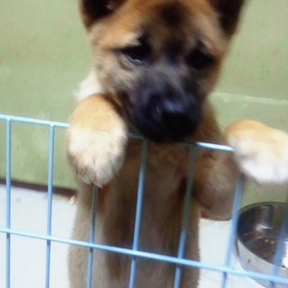 素敵な里親様に巡り会えました・モカちゃん仔犬