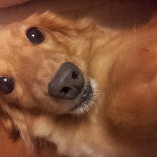 抱っこ好きのミニチュアダックス♀