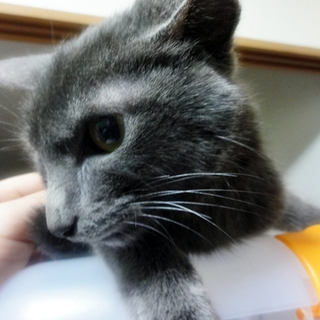 ロシアンブルー系雑種のかわいい子猫ちゃん