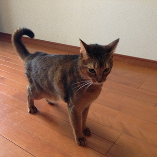 アビシニアン　里親募集させていただきます。