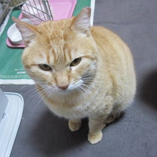まん丸ダルちゃん♂