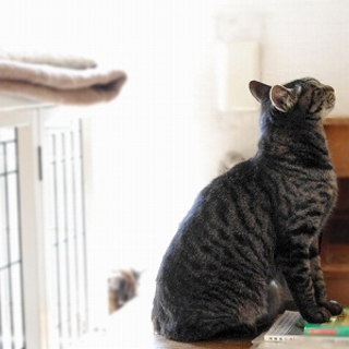 サバ黒人懐っこいお母さん猫