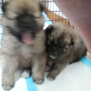 人慣れした可愛い子犬二匹です
