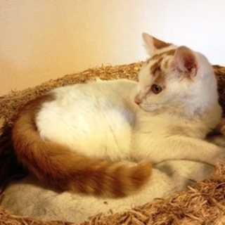 アライグマのような　フワフワしっぽが自慢
